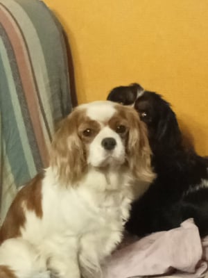 Ma douce puce - Cavalier King Charles Spaniel