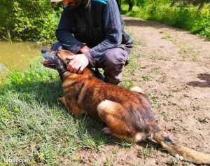 Photo #286489 de Adorable Norton - Berger Belge Malinois