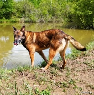 Photo #286492 de Adorable Norton - Berger Belge Malinois