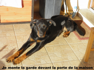 Photo #286504 de Shannelle - Beauceron