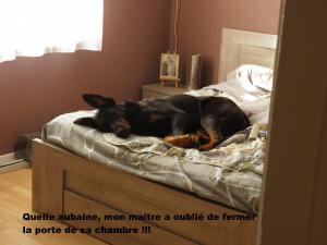 Quelle aubaine - Beauceron