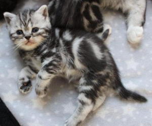 a dopter - British Shorthair