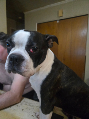 Photo #286516 de Gus - Boston Terrier