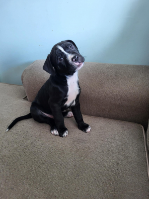 Happy???? - Cane Corso