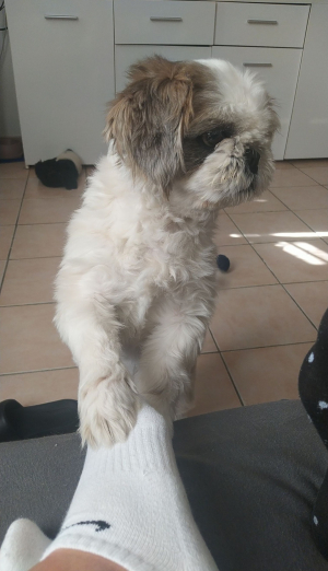 Photo #286561 de Snoopy - Shih Tzu