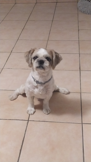 Photo #286564 de Snoopy - Shih Tzu