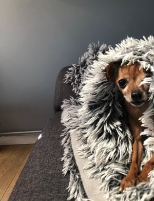 Cozy Nini - Pinscher Nain