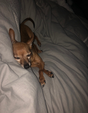 Sleepy Nini - Pinscher Nain