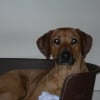 Photo de Tina, Rhodesian-Ridgeback