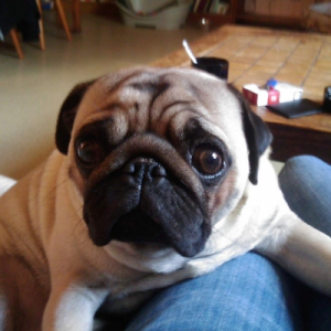 Photo de profil de Puggy