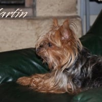 Photo de profil de Martin