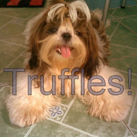 Photo de profil de Truffles