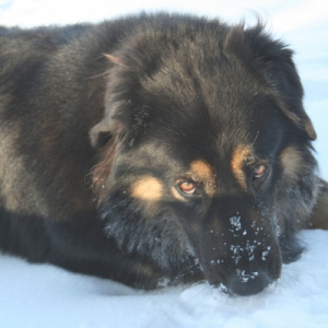 Photo de profil de Enzo