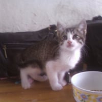 Photo de profil de Minette