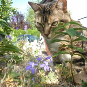 Photo de profil de Chipi