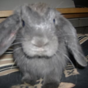 Photo de profil de Dumbo