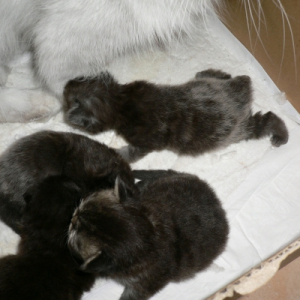 Photo de profil de Les 4 chatons