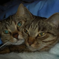 Photo de profil de Mickie et lola