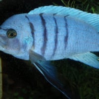 Photo de profil de Poisson