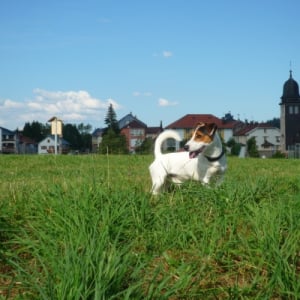 Photo de profil de Diabolo