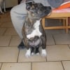 Photo de Olympe, Staffordshire Bull Terrier