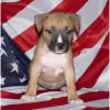 Photo de Ezra, American Staffordshire Terrier