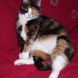 Photo de profil de Minette