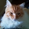 Photo de Dolce, Maine Coon