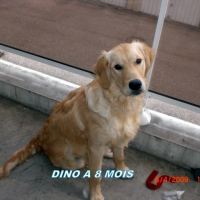 Photo de profil de Dino