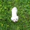 Photo de Mia, Bichon Maltais