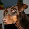 Photo de Bao, Dobermann