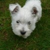 Photo de Elfy, West Highland White Terrier