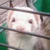 Photo de Pil poil, Furet