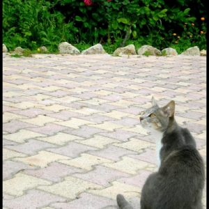 Photo de profil de Féliine