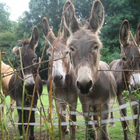 Photo de profil de Tartopom