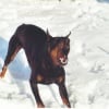 Photo de Cristal, Dobermann