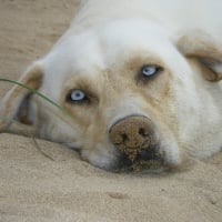 Photo de profil de Roméo