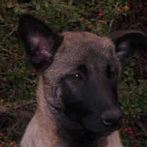 Photo de profil de Edgie de l'esprit canin