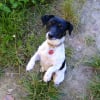 Photo de Canel, Jack Russell Terrier