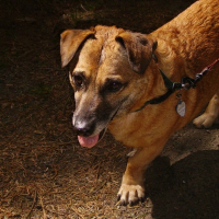 Photo de profil de Cacahuetes