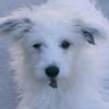 Photo de Ruby, Spitz Allemand