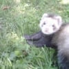 Photo de Macao, Furet