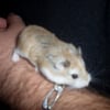 Photo de Croquette, Hamster