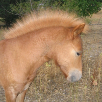 Photo de profil de Poulain