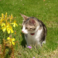 Photo de profil de Pepsi