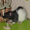 Photo de Lola, Rat