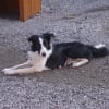 Photo de Ayou, Border Collie