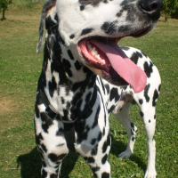 Photo de profil de Chocolat