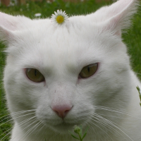 Photo de profil de Gavroche