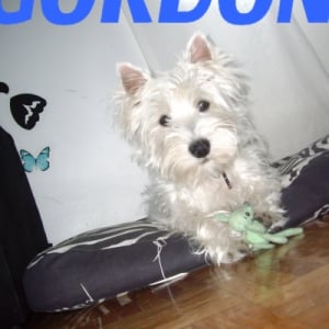 Photo de profil de Gordon